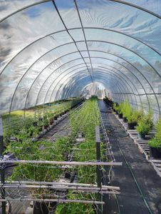 Rows of young plants inside a mesh-covered greenhouse tunnel under bright daylight.