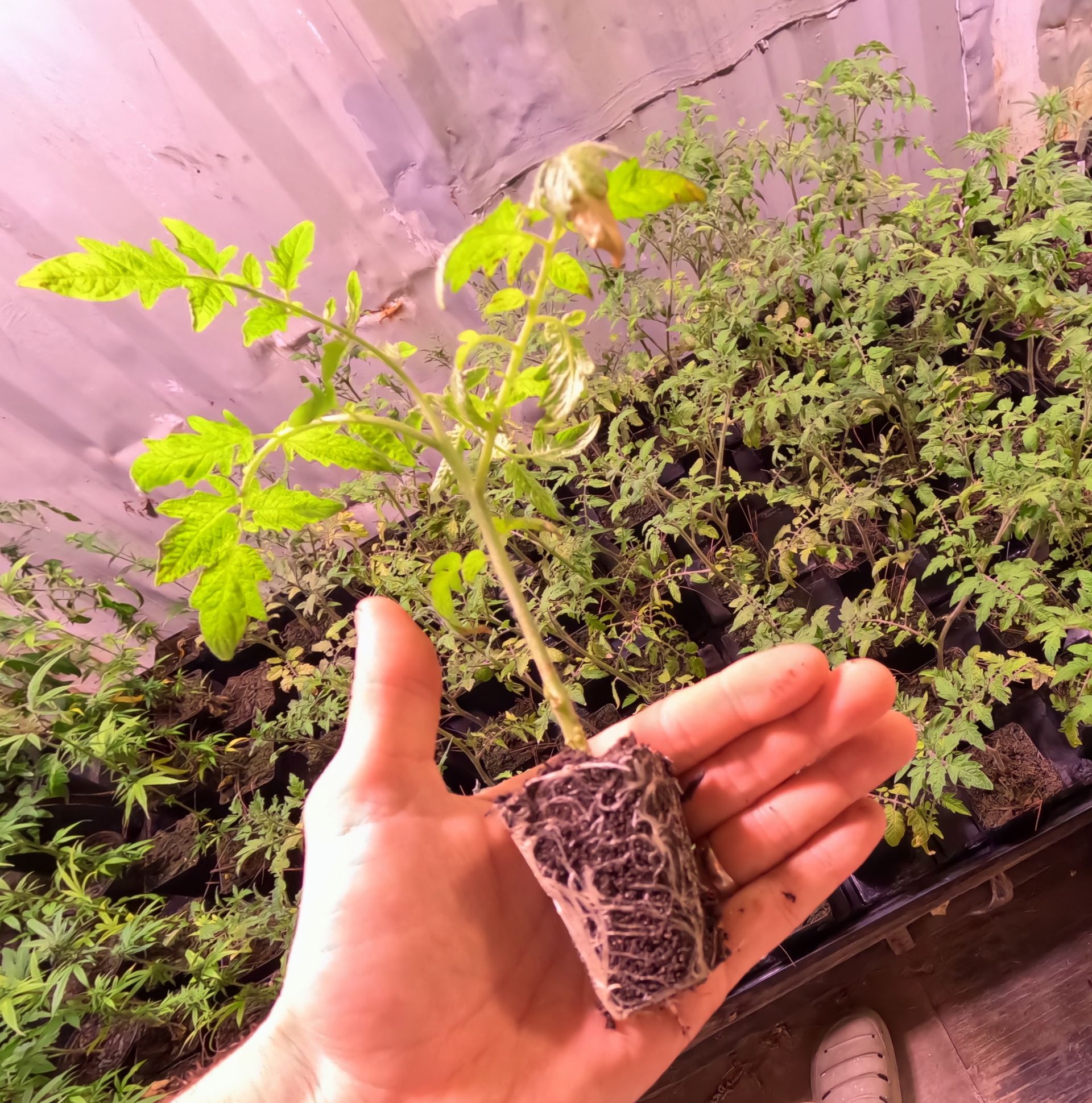 Hand holding a small seedling with exposed roots above a tray of young plants in a nursery.