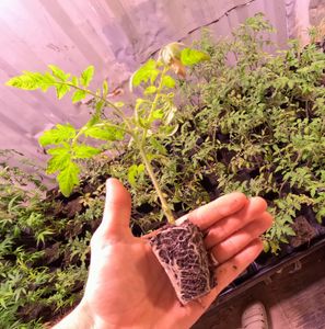 Hand holding a small seedling with exposed roots above a tray of young plants in a nursery.