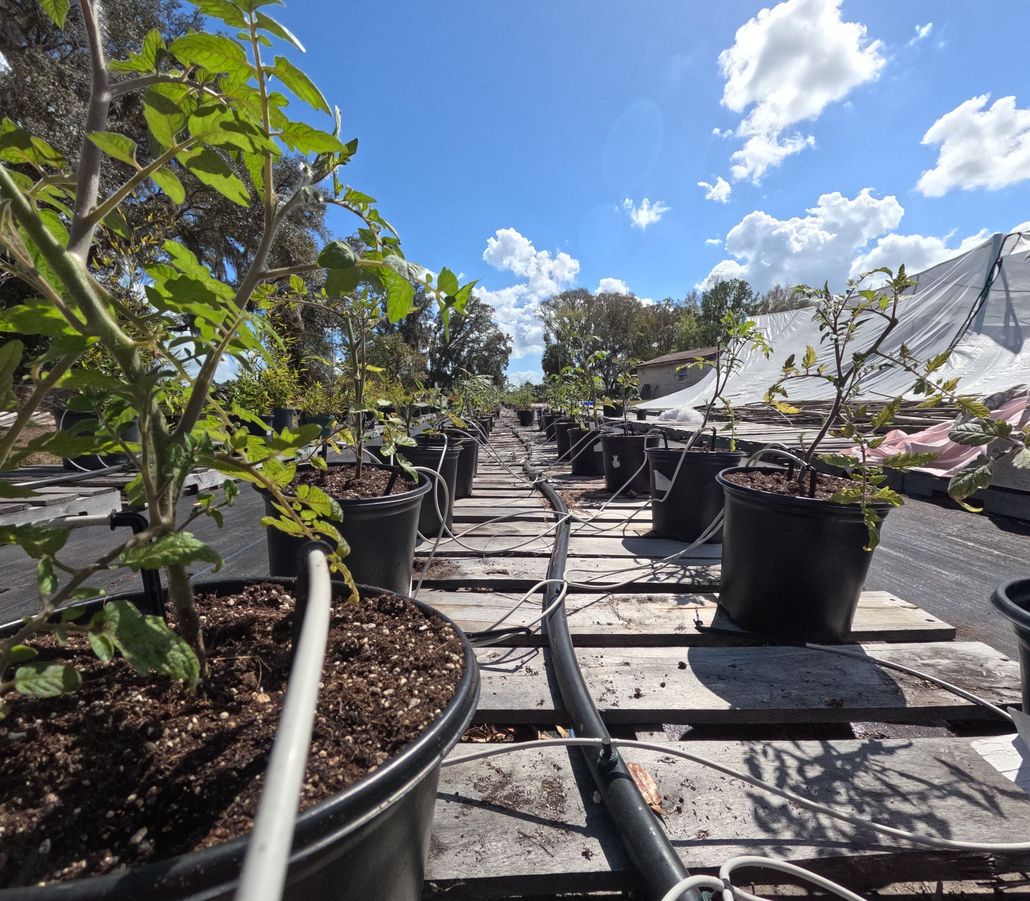 Rows of potted plants in a nursery under a bright blue sky with scattered clouds.