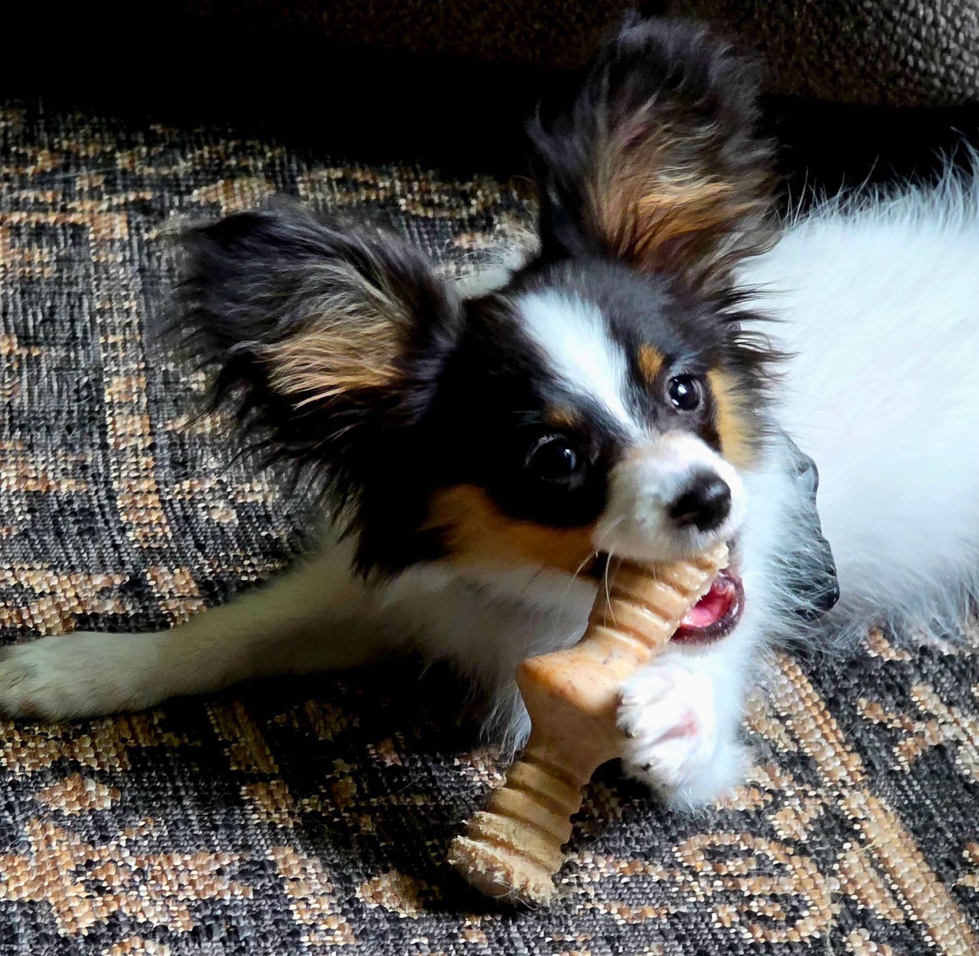 Papillon dog with black, brown, and white fur chews on a bone-shaped toy on a patterned surface.