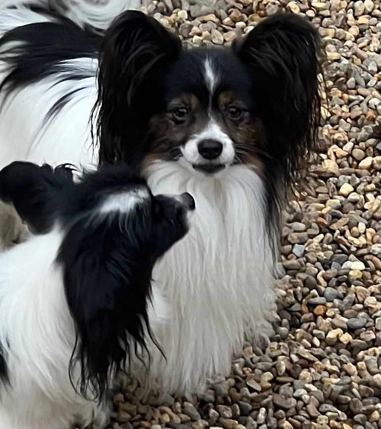 Two Papillon dogs, one looking at the other. Black and white fur, set on gravel.