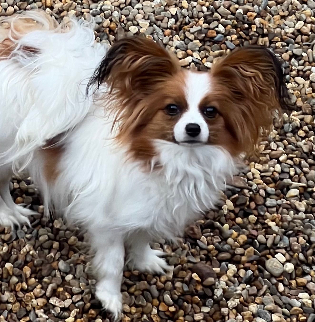 Papillon dog with brown and white fur stands on gravel.