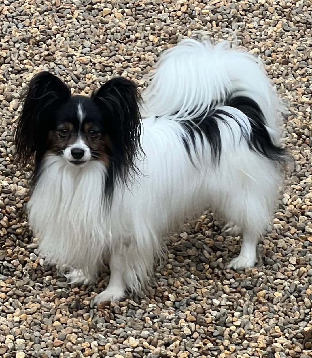 Papillon dog with black, white, and tan markings, standing on a wooden deck. It has large, upright ears and a fluffy tail.