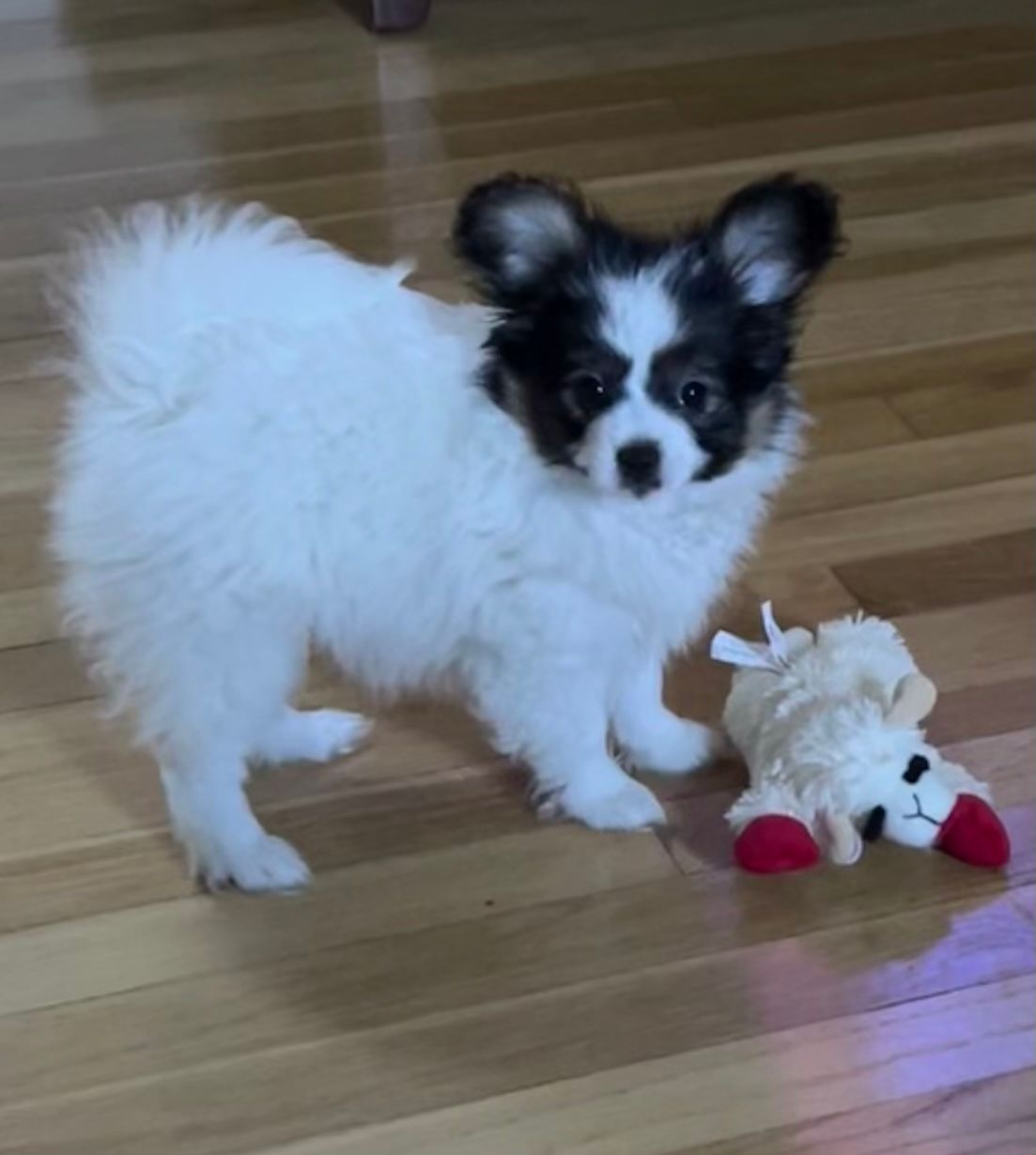 Small white and black Papillon dog stands on a hardwood floor near a toy lamb.