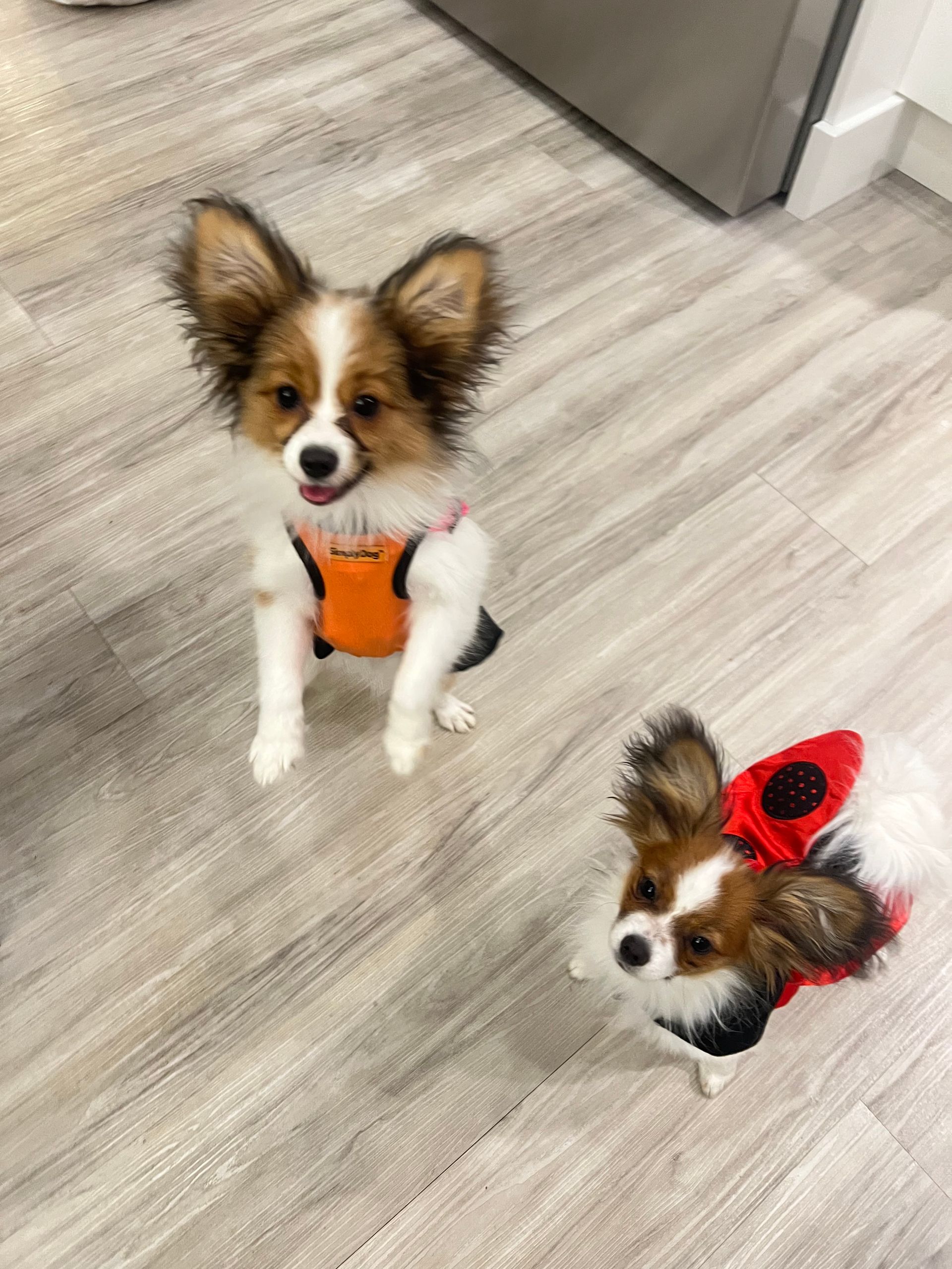 Two Papillon dogs wearing harnesses, standing on a light wooden floor.