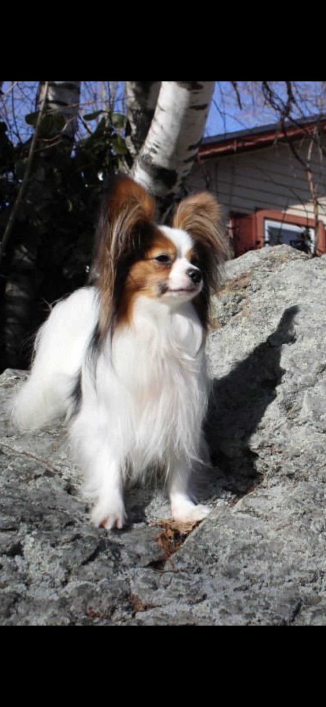 A Papillon dog with long, fringed ears, stands on a rocky surface in front of a tree and building, looking to the right.