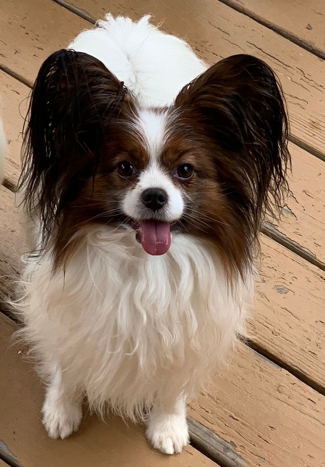 Papillon dog with brown and white fur, smiling with tongue out, on a wooden deck.