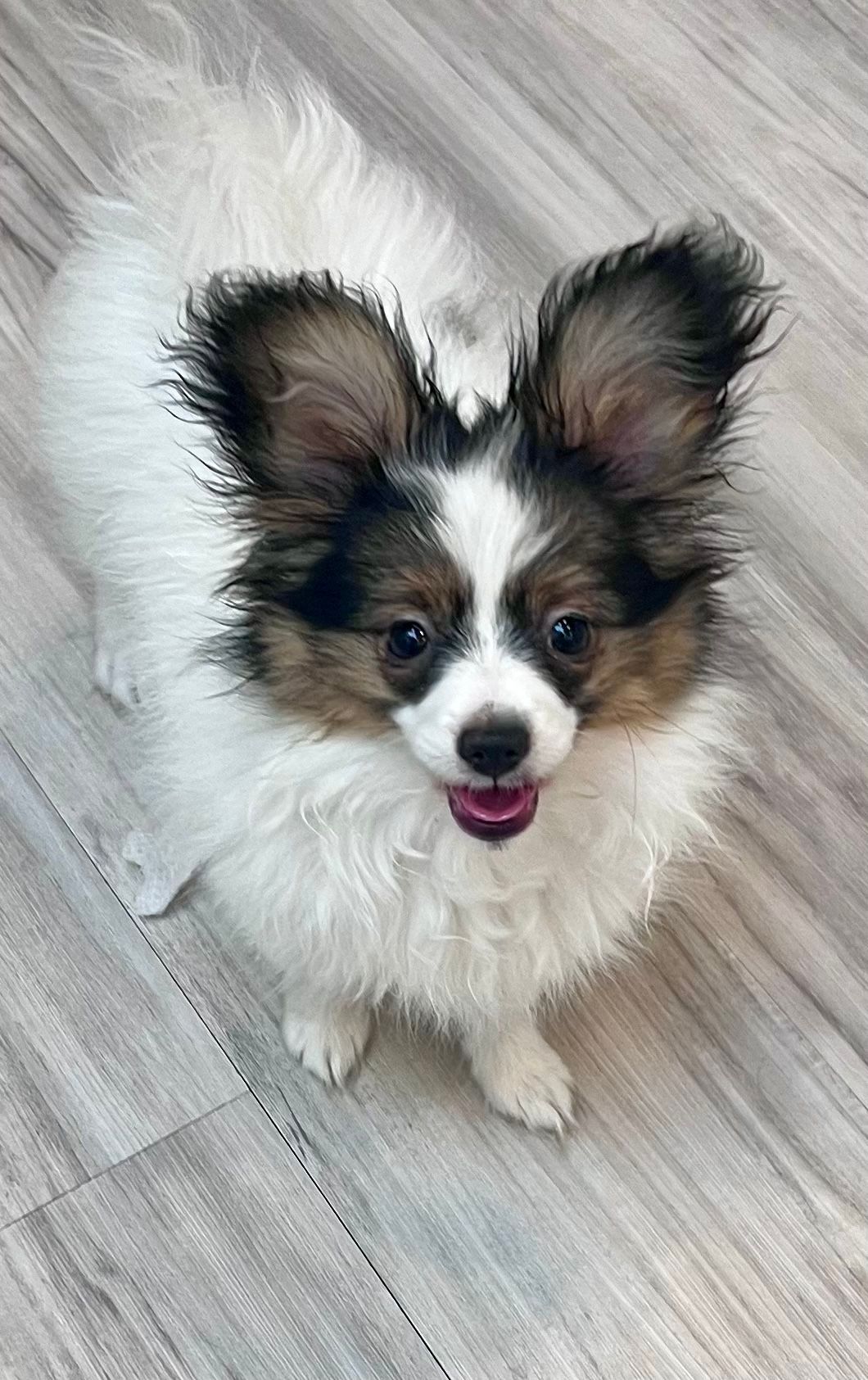 Papillon dog with white and brown fur, pink tongue, standing on wood floor, looking up.