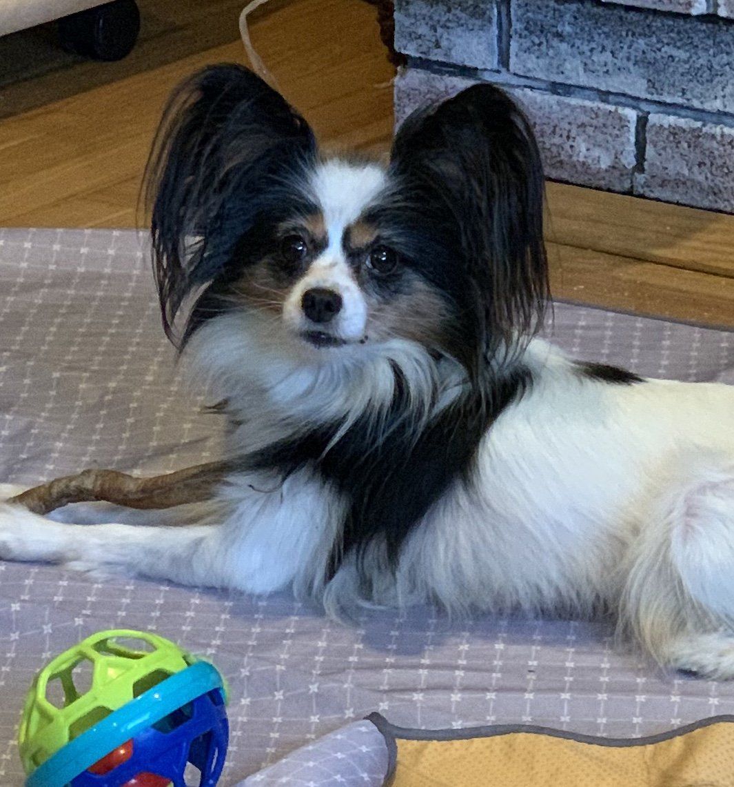 Papillon dog with black and white fur, large ears, and a serious expression, lying on a mat with a colorful toy nearby.