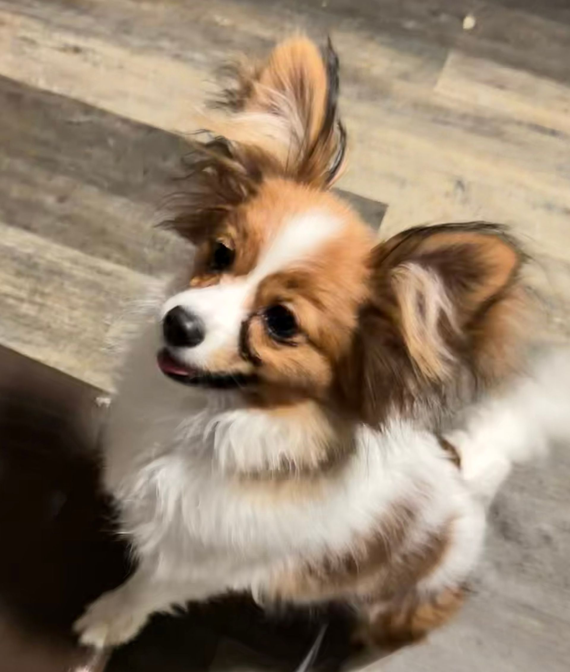 Brown and white Papillon dog looking up with tongue out, on wood floor.