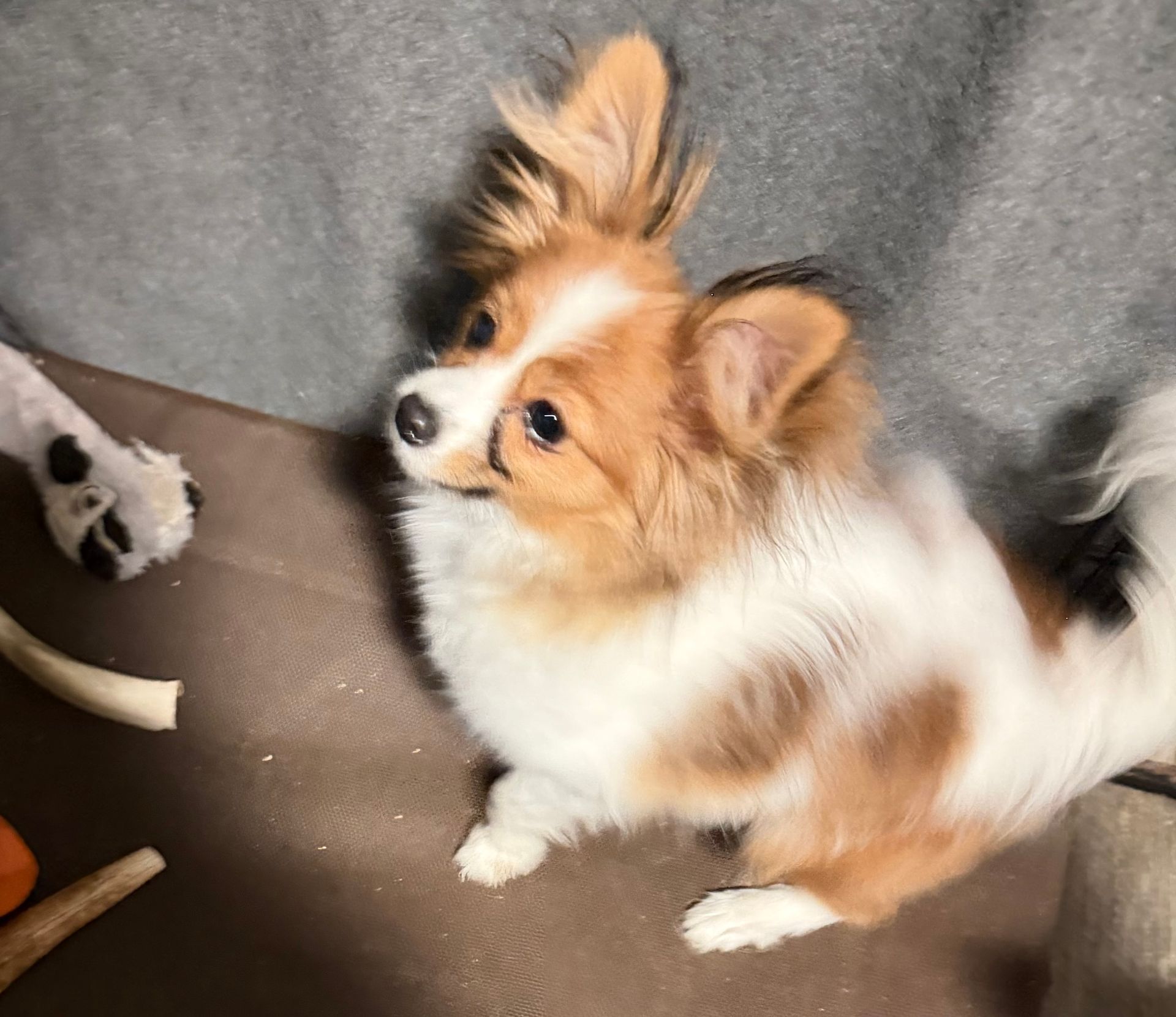Tan and white Papillon dog looking up, with fluffy ears, seated on a couch.