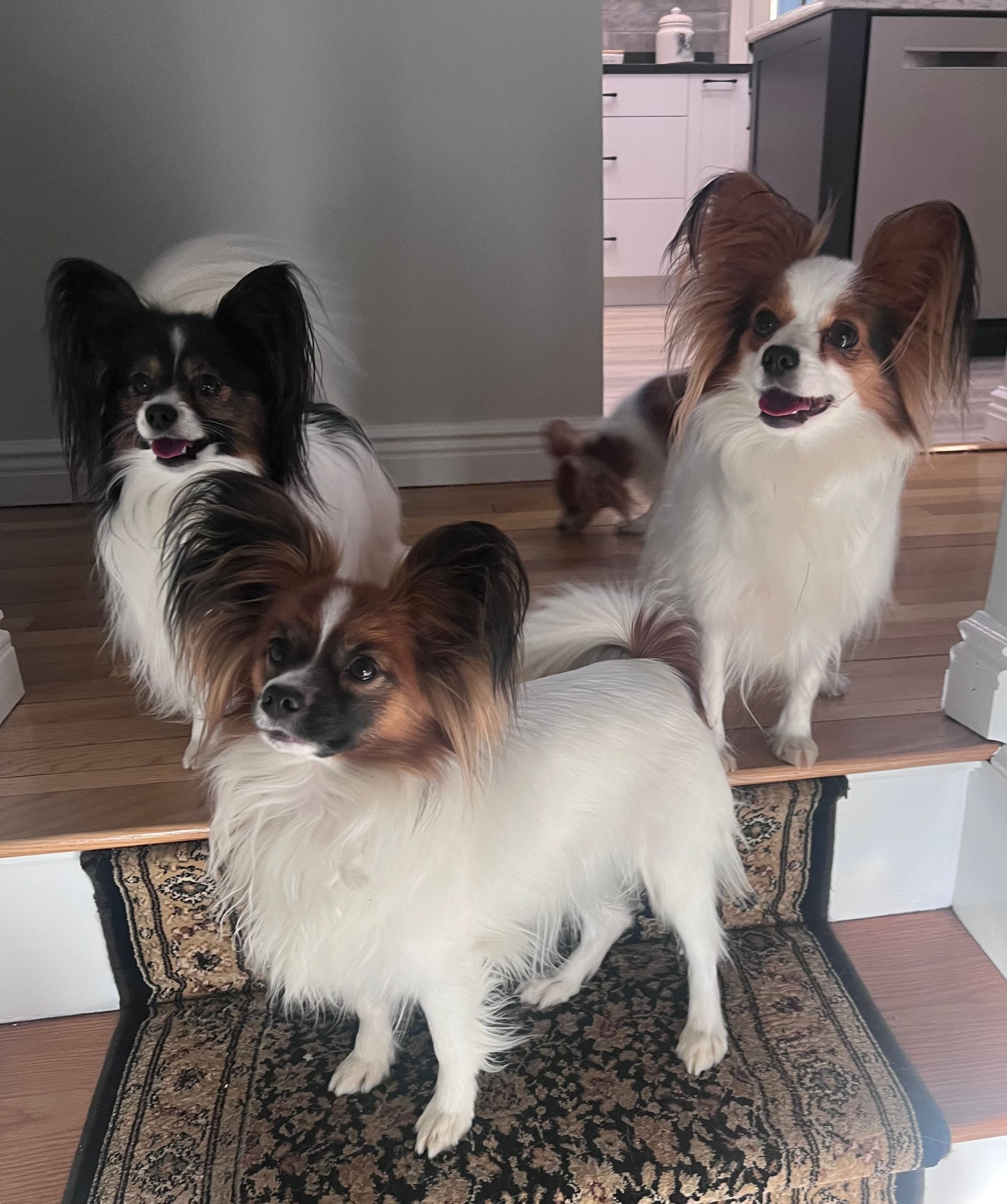 Four Papillon dogs in a house, two on stairs, all with black and white fur, looking at the camera.