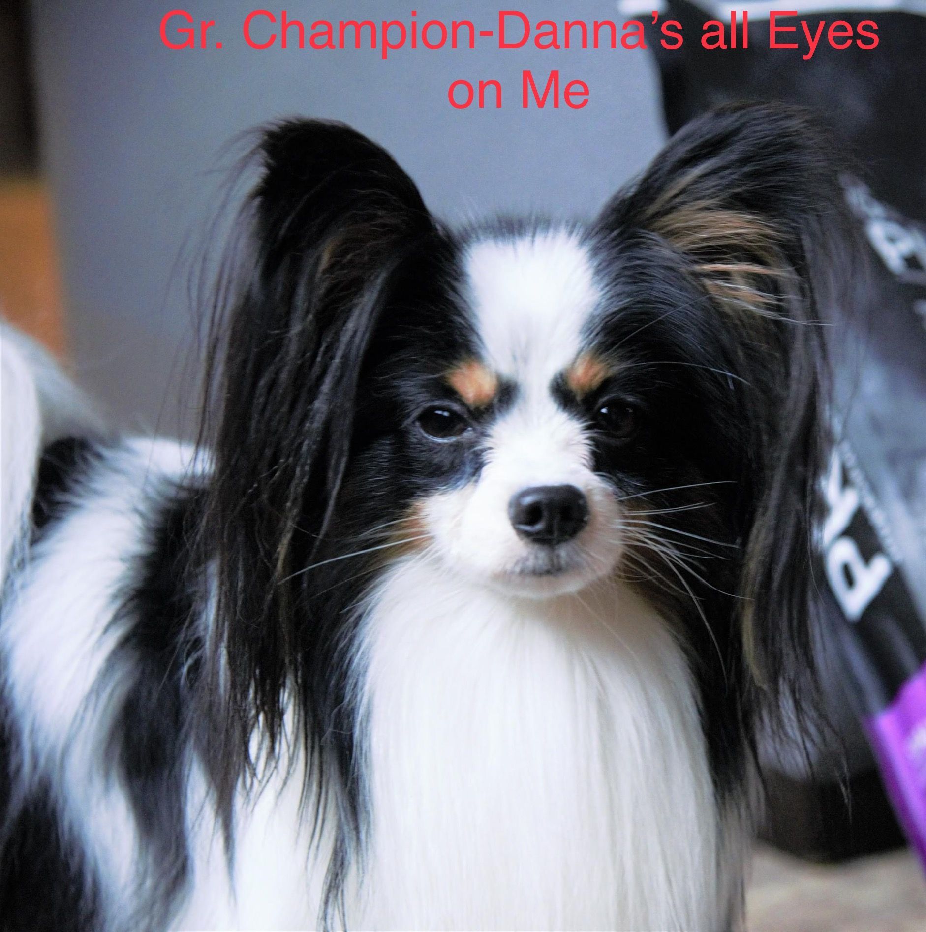 Papillon dog with black and white fur, looking at the camera. Text above reads