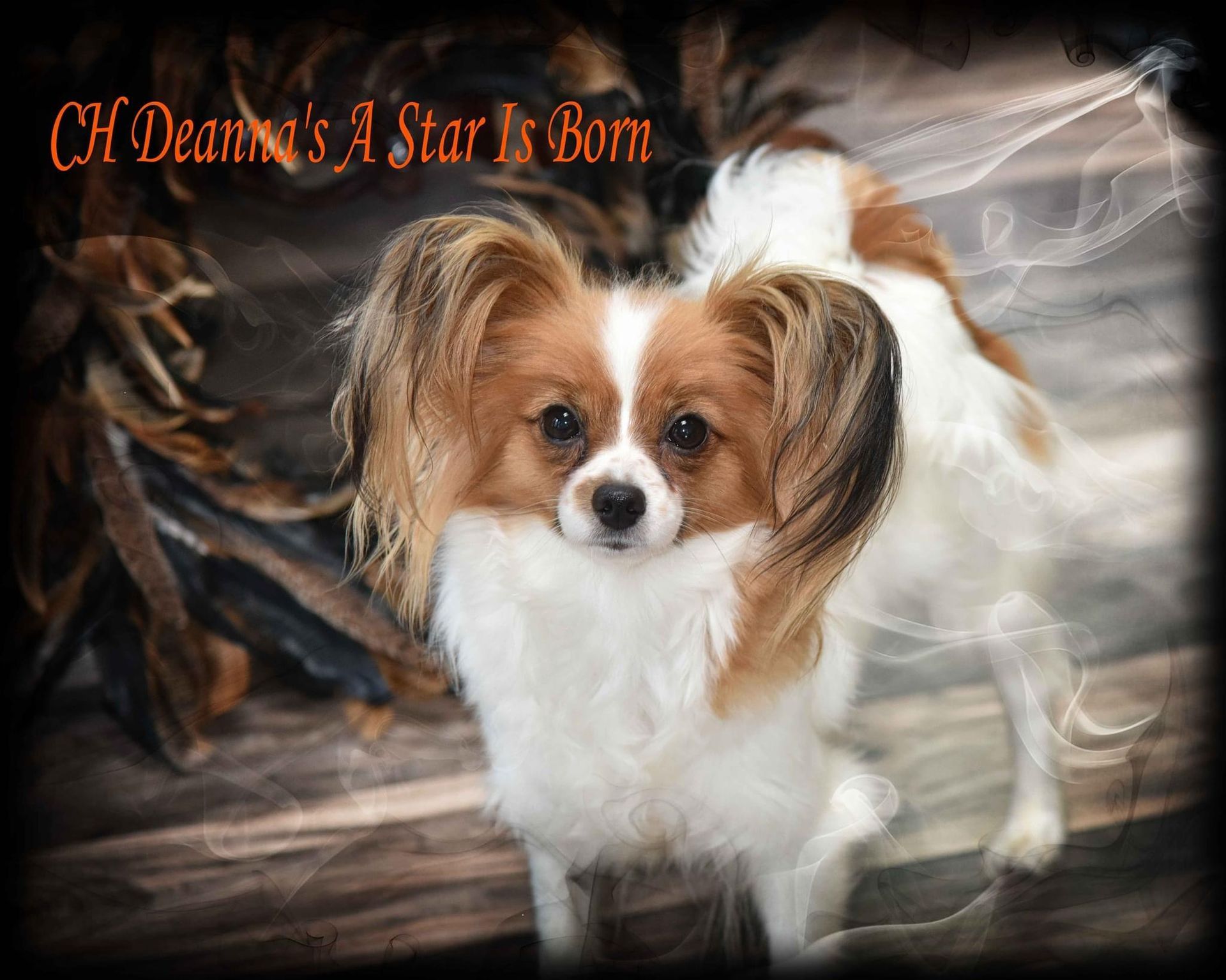 Papillon dog, white and tan markings, standing.