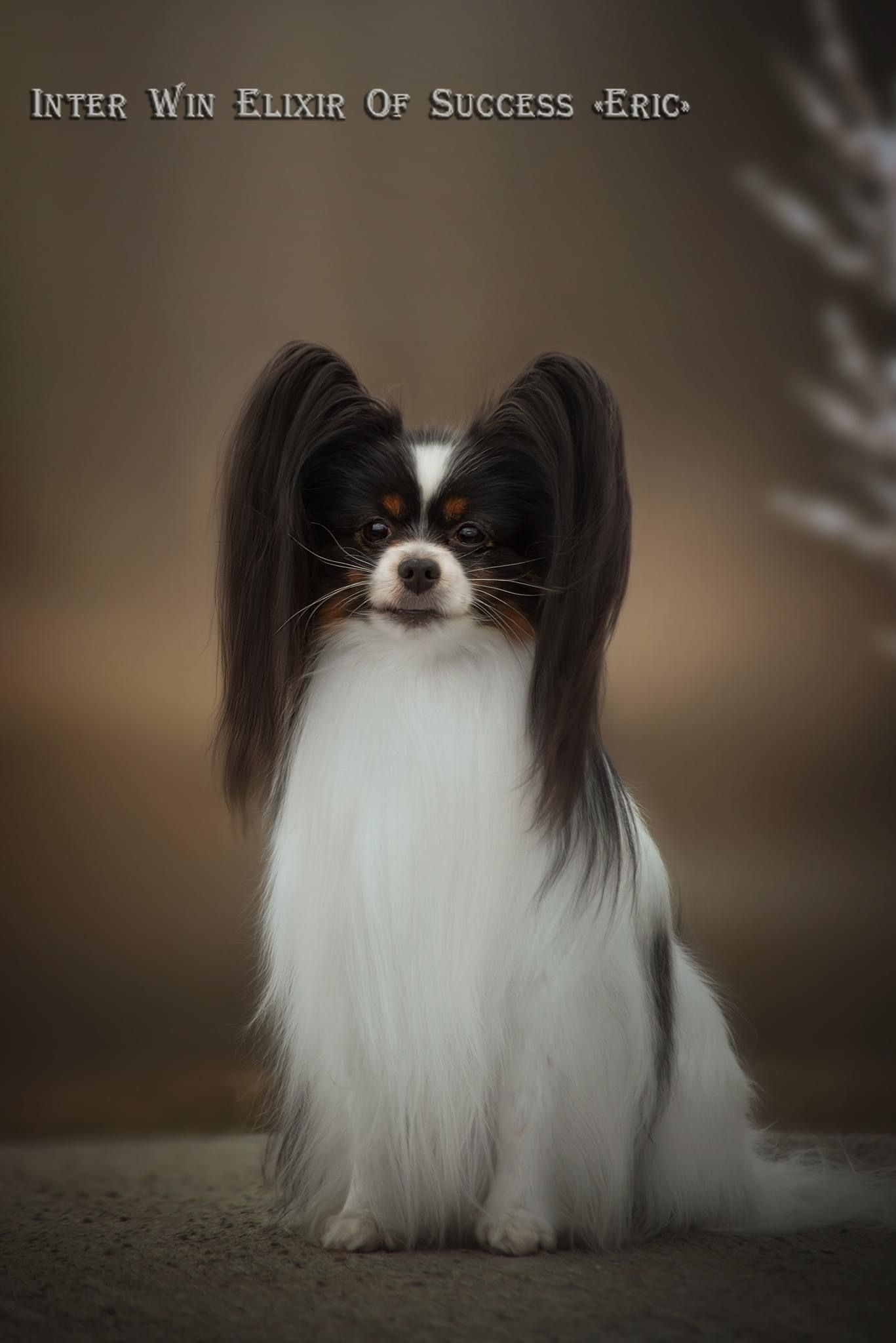 Papillon dog with black and white fur, sitting, looking forward.