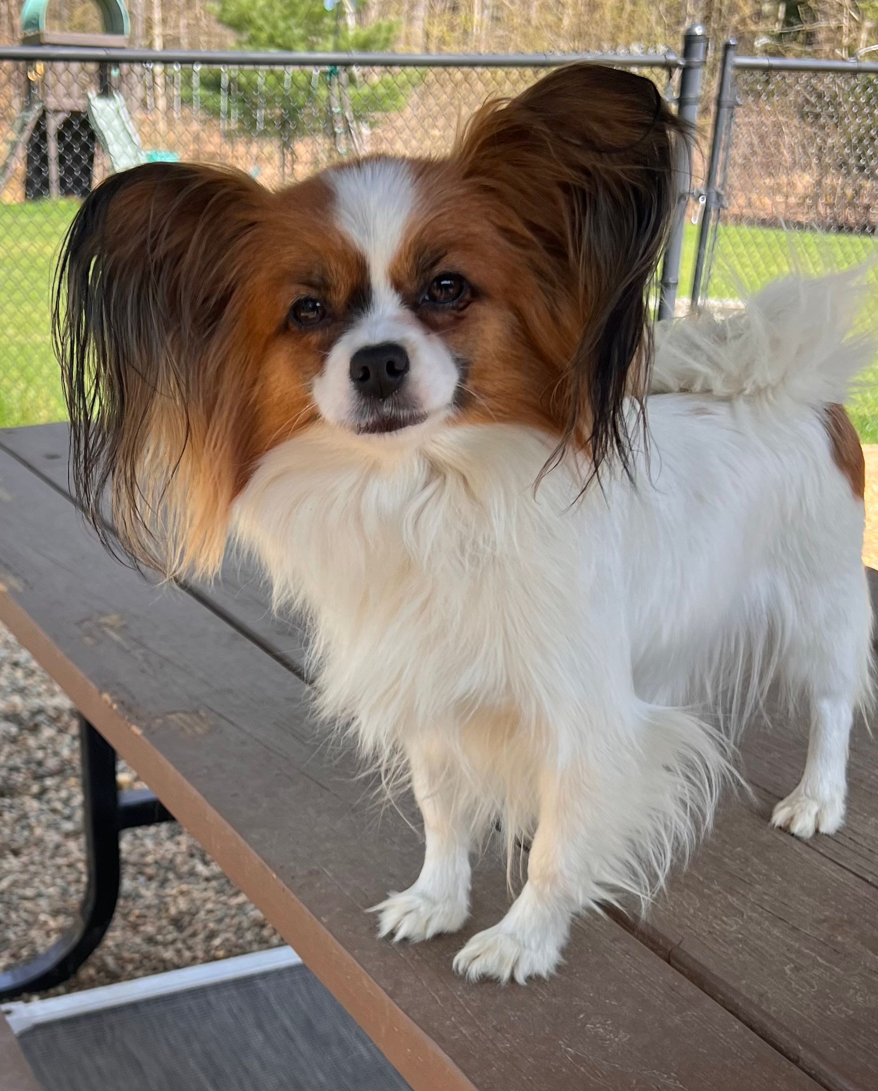 Papillon dog with white and brown fur stands on a wooden table outdoors.
