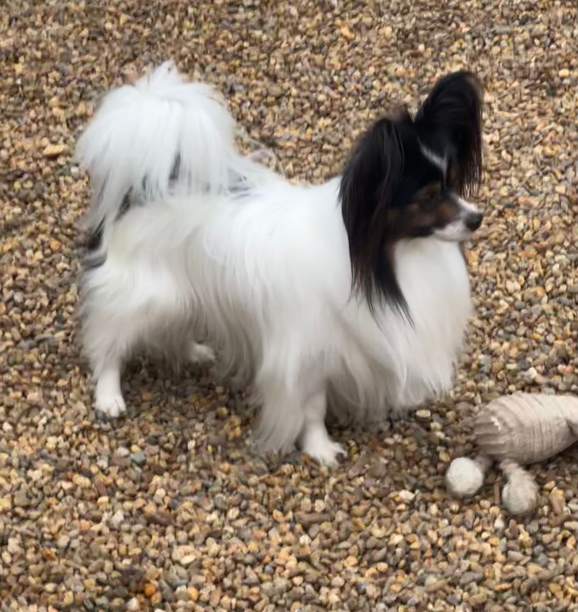 Small, white and black Papillon dog standing on gravel; toy in the foreground.