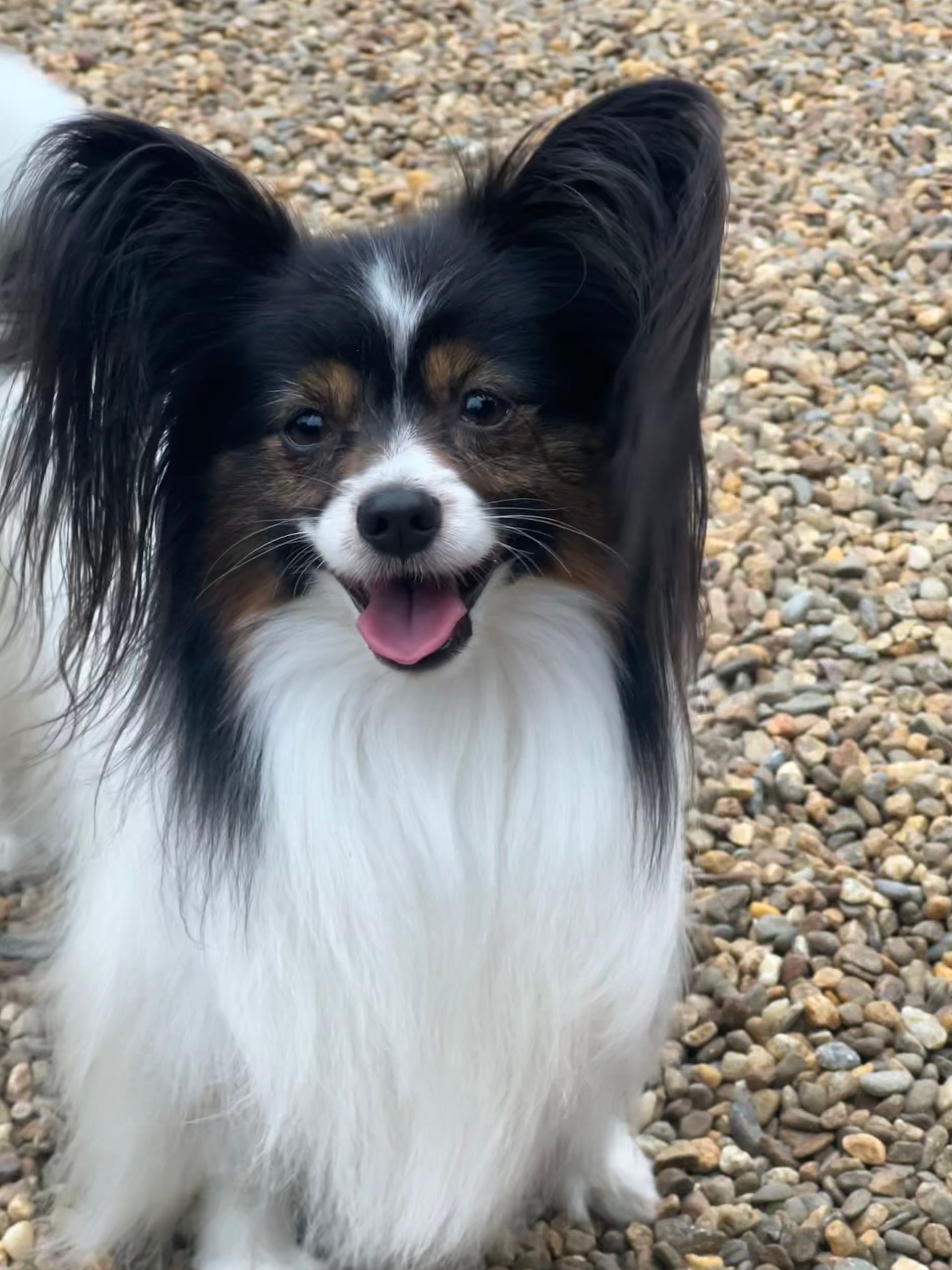 Papillon dog with black and white fur, standing outdoors with a happy expression.