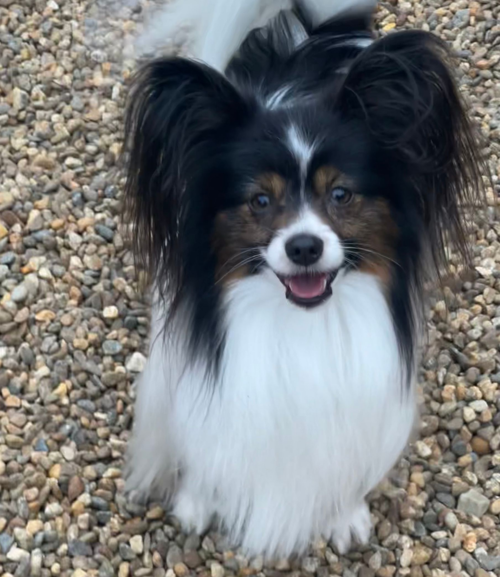 Papillon dog with black and white fur, smiling on a gravel surface.