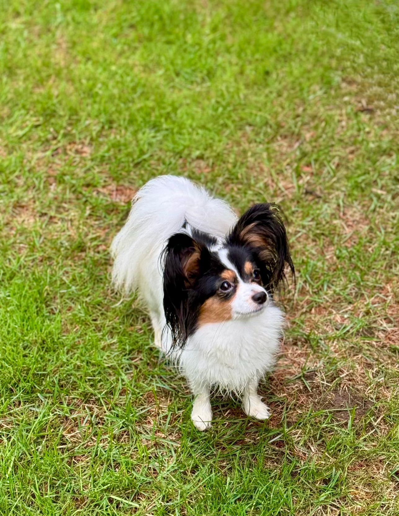 Papillon dog with black, white, and tan markings on green grass.