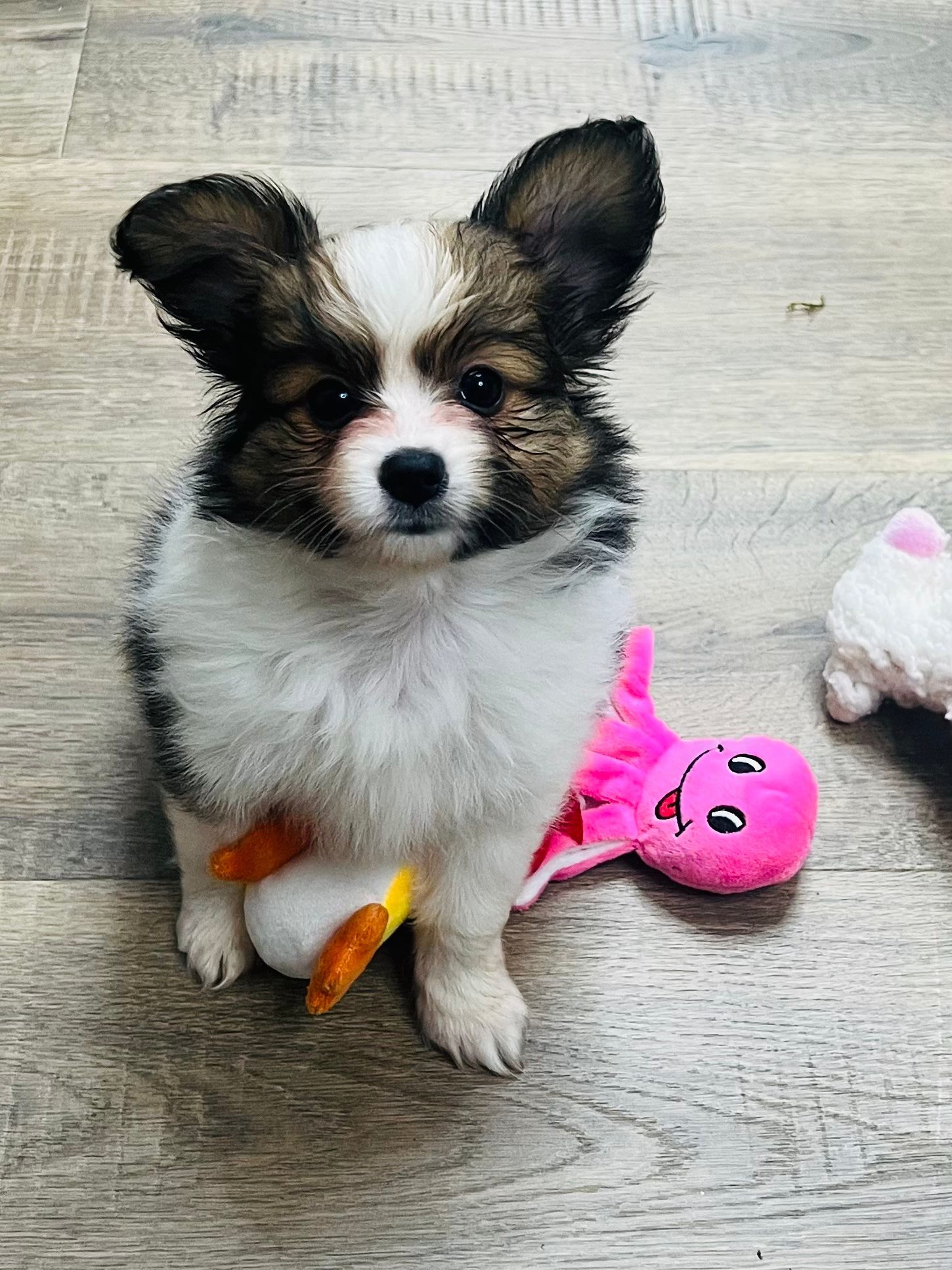 Papillon puppy with brown and white fur, sitting with a pink octopus toy.