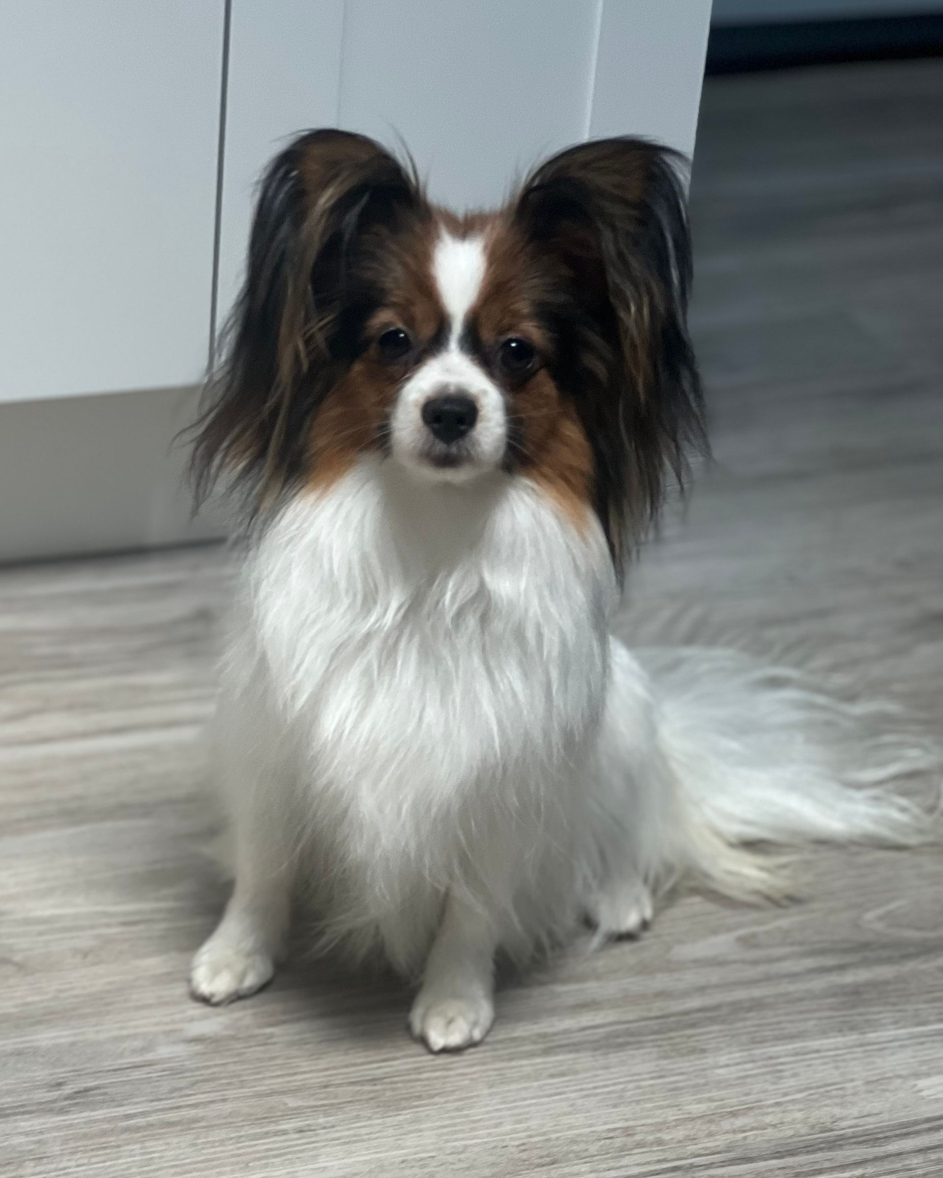 Olaf