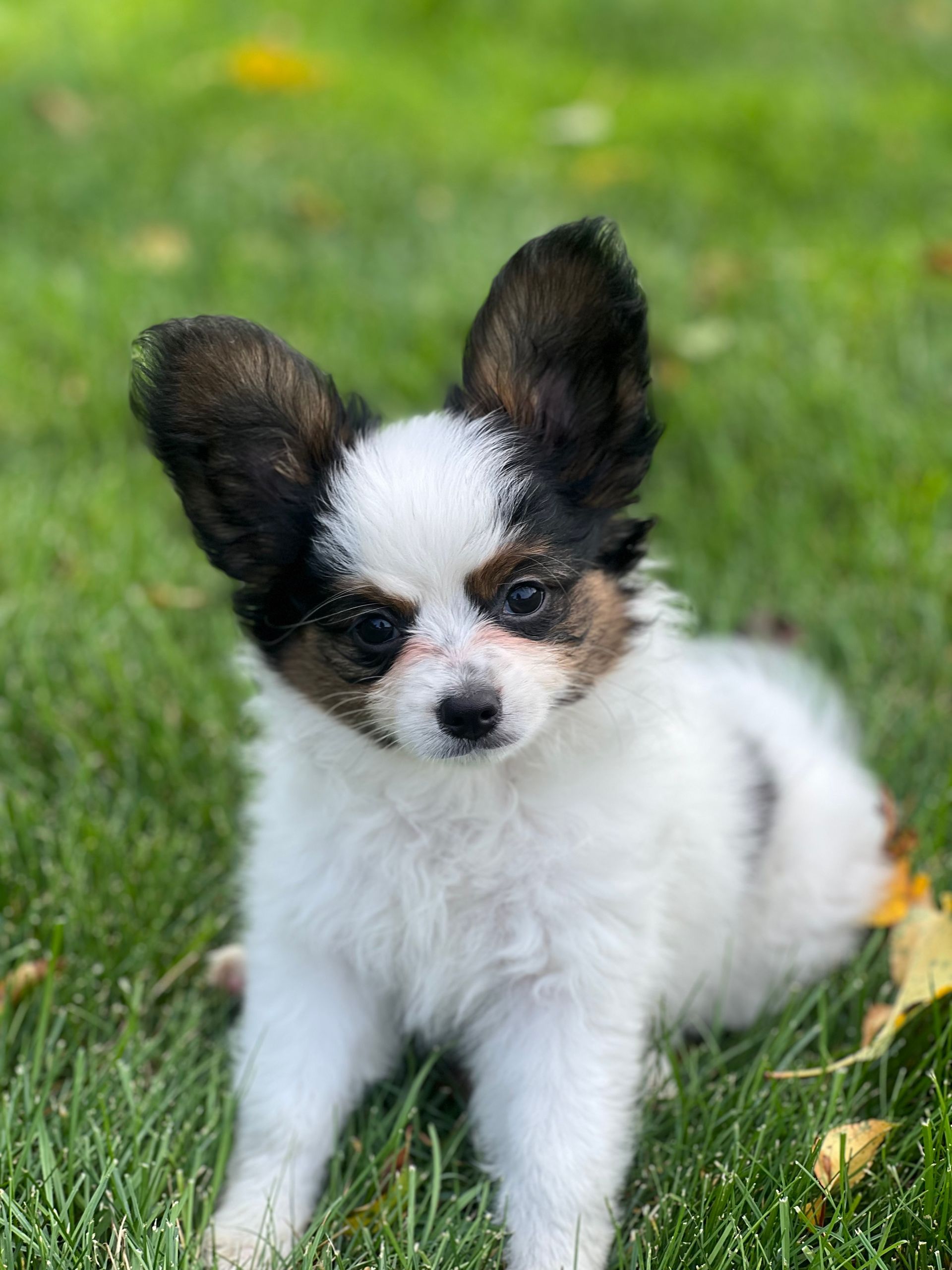Small white and brown dog with large, erect ears sitting in green grass.
