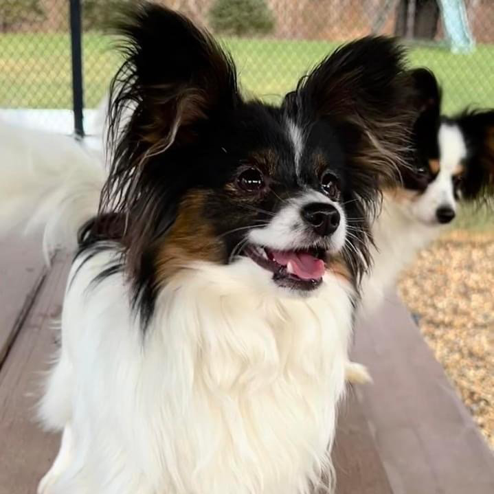 A Papillon dog with black, tan, and white markings, looking at the camera with a happy expression.