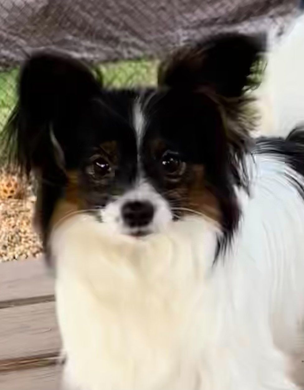 Papillon dog with black and white markings and large, upright ears, looking directly at the viewer.