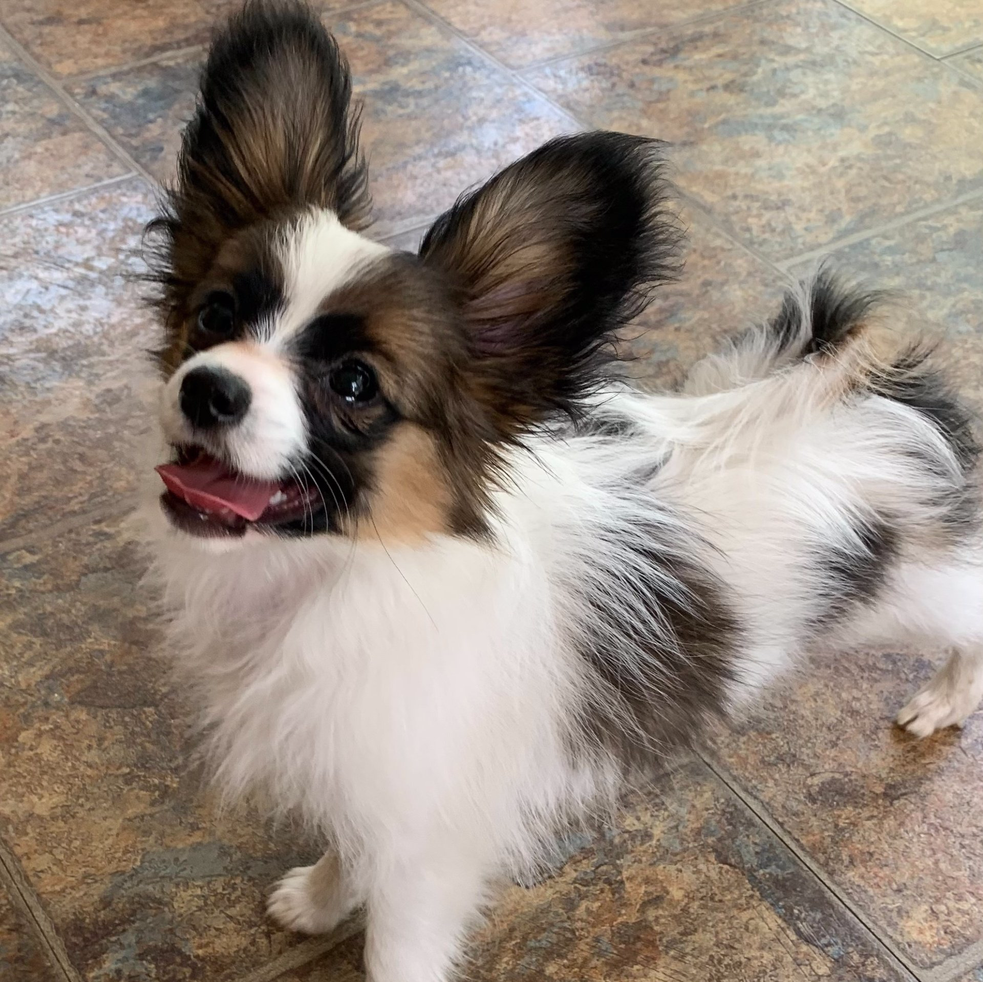 Papillon dog with long, erect ears, looking up with tongue out. Black and white markings, tan face, standing on tile.