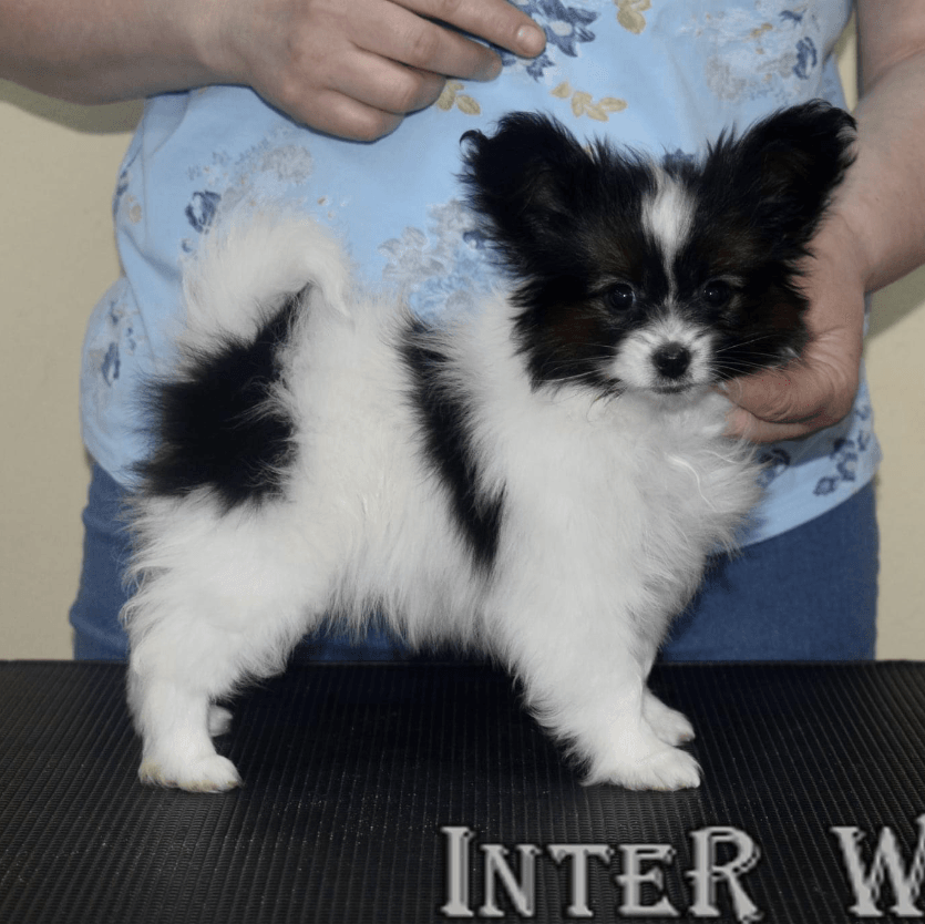 Black and white Papillon puppy standing on a table, held by a person. The puppy has large, distinctive ears.