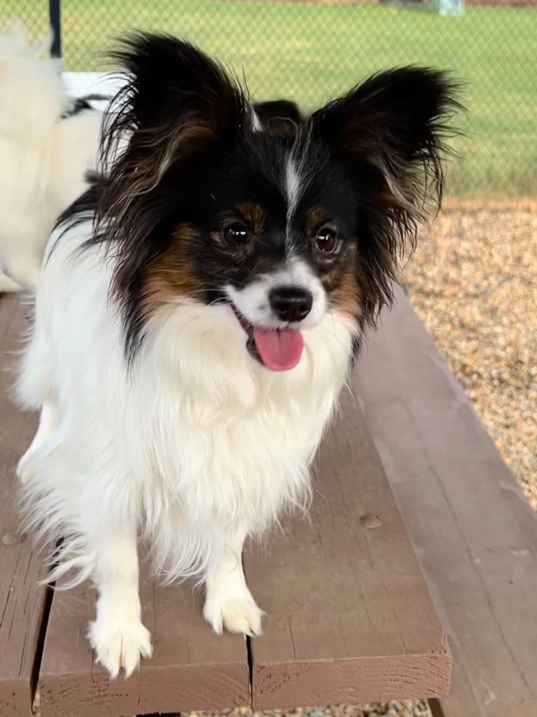Papillon dog with black and white markings, standing on a wooden picnic table, tongue out.