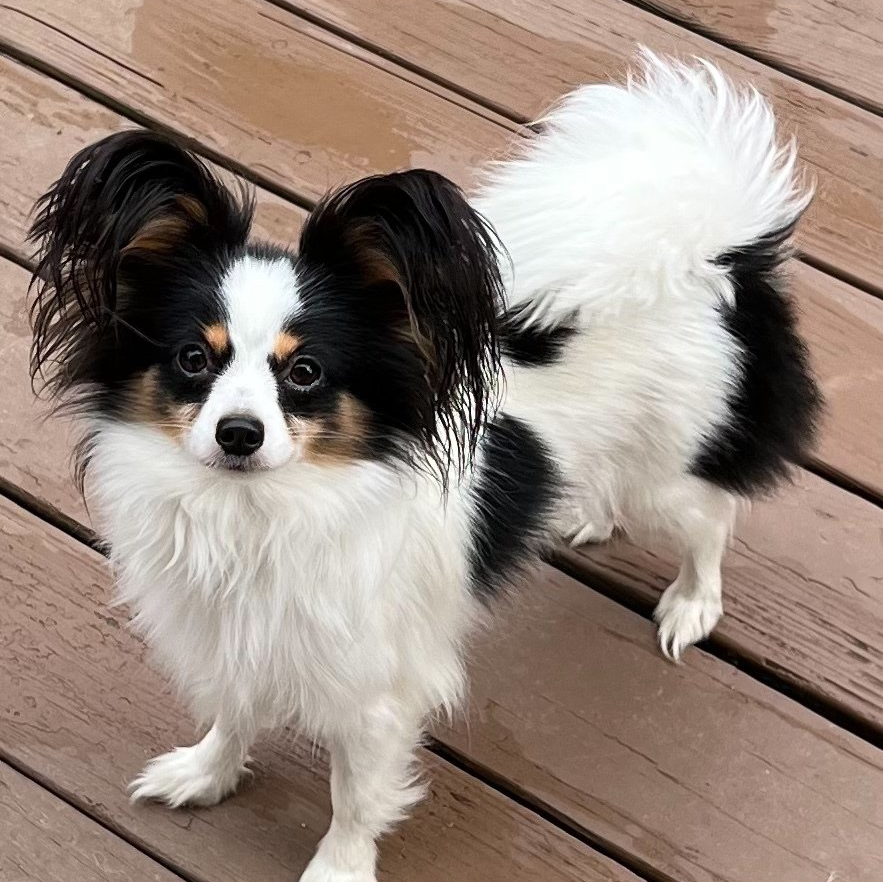 A Papillon dog with black and white markings stands on a wooden deck, looking at the camera.