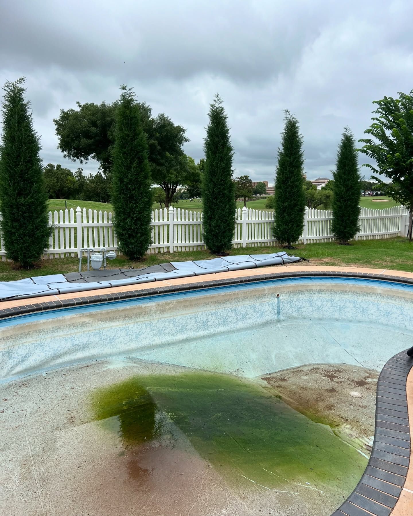 Cloudy backyard pool with green algae and a white fence, lined by tall evergreen shrubs.