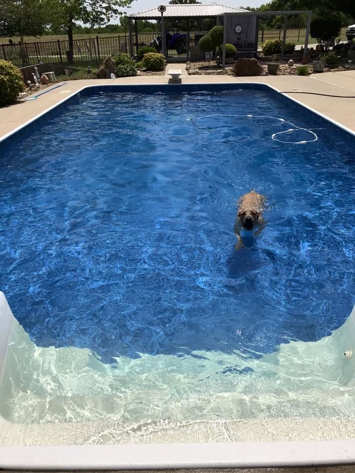 A dog swimming in a blue backyard pool with a diving shelf in the foreground.