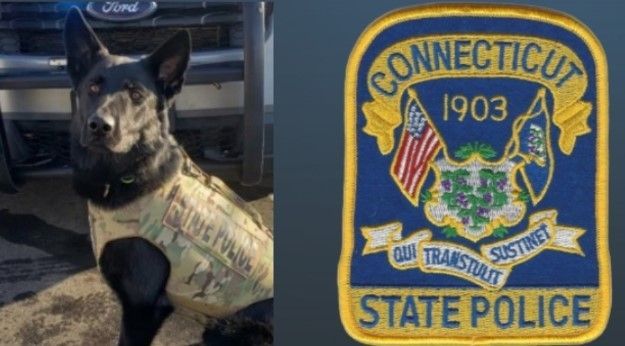 K9 Broko