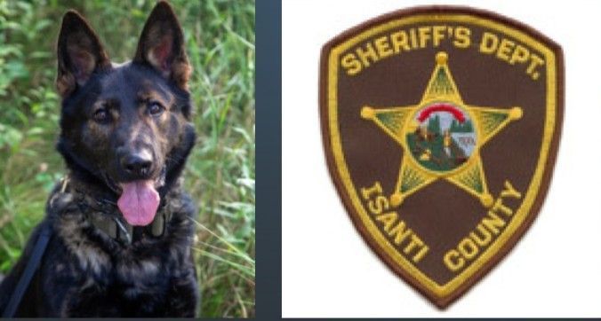 German Shepherd dog with Isanti County Sheriff's Dept. patch, outdoors.
