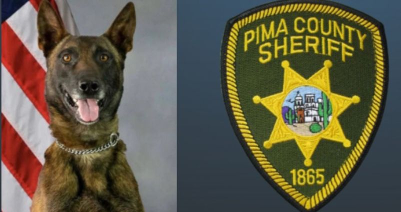 K9 Kenzo 
