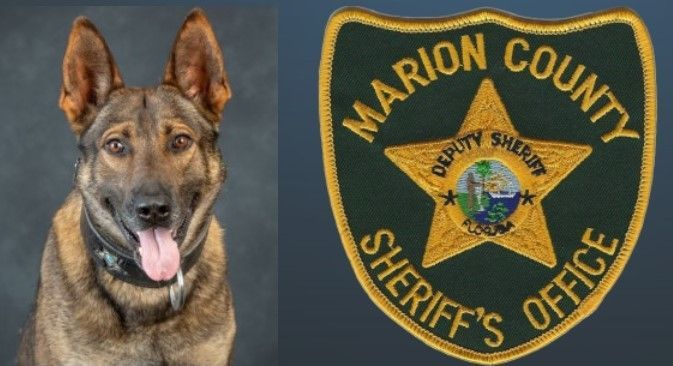 K9 Leo
