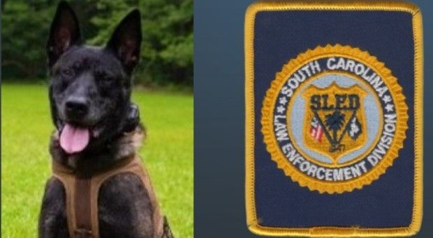 K9 Rico 