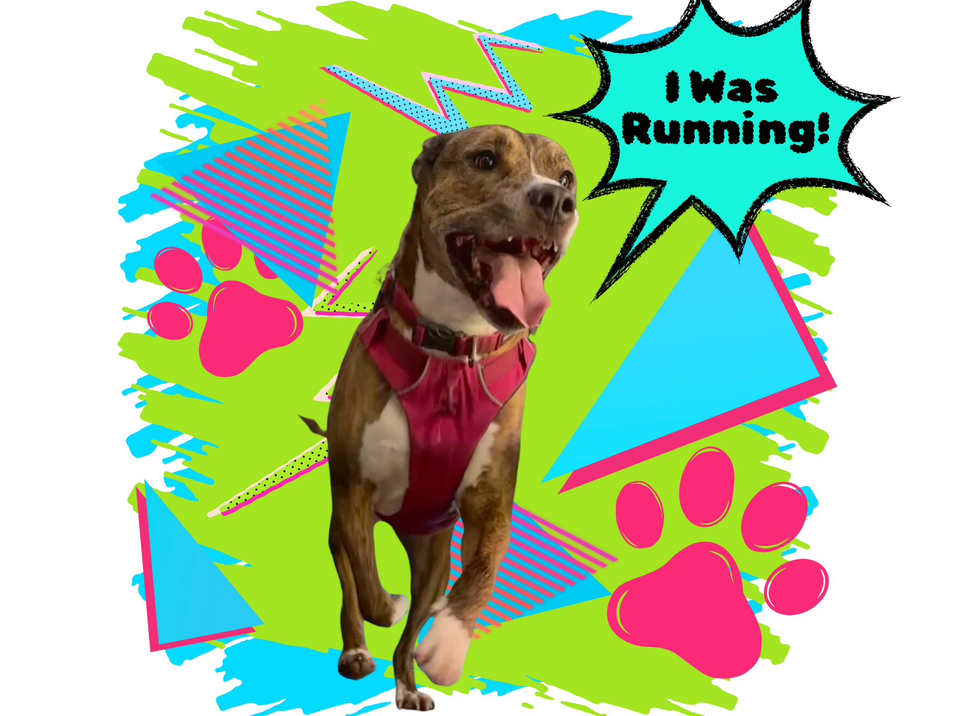 Dog running with a pink harness, tongue out, with
