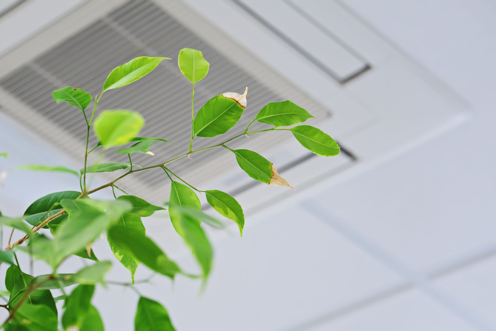 A plant with green leaves is hanging from the ceiling