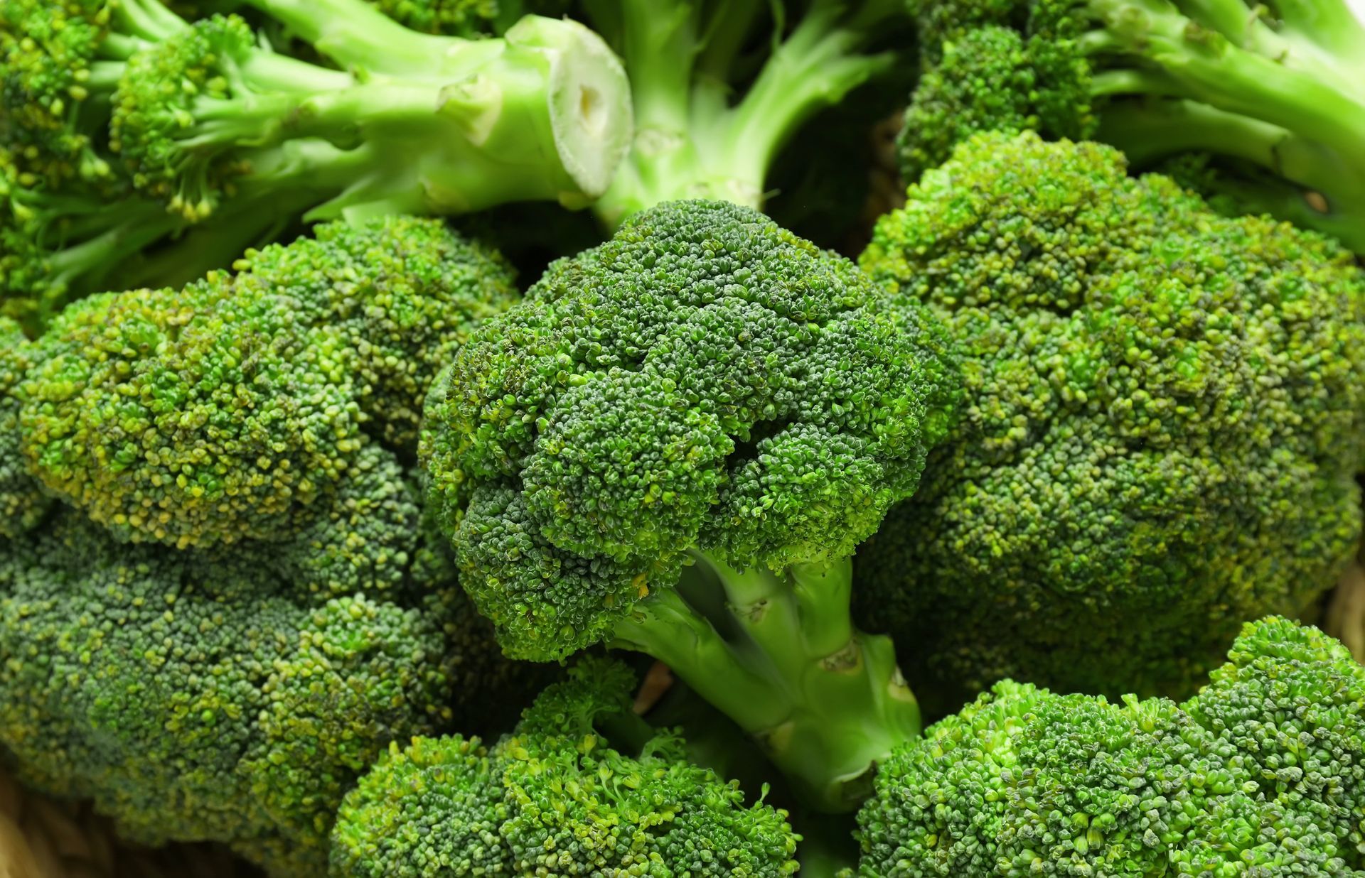 Broccoli