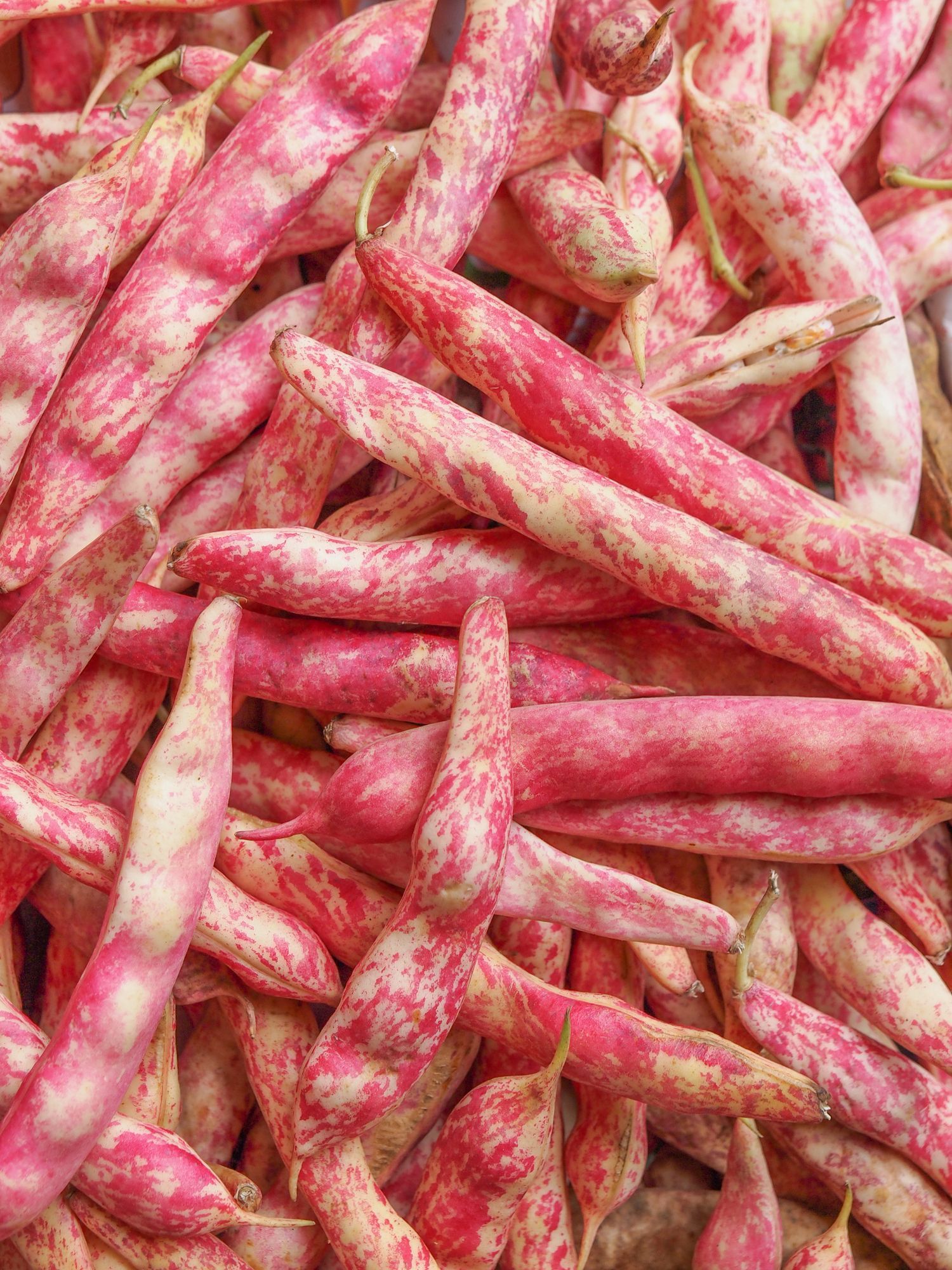 Fagioli borlotti
