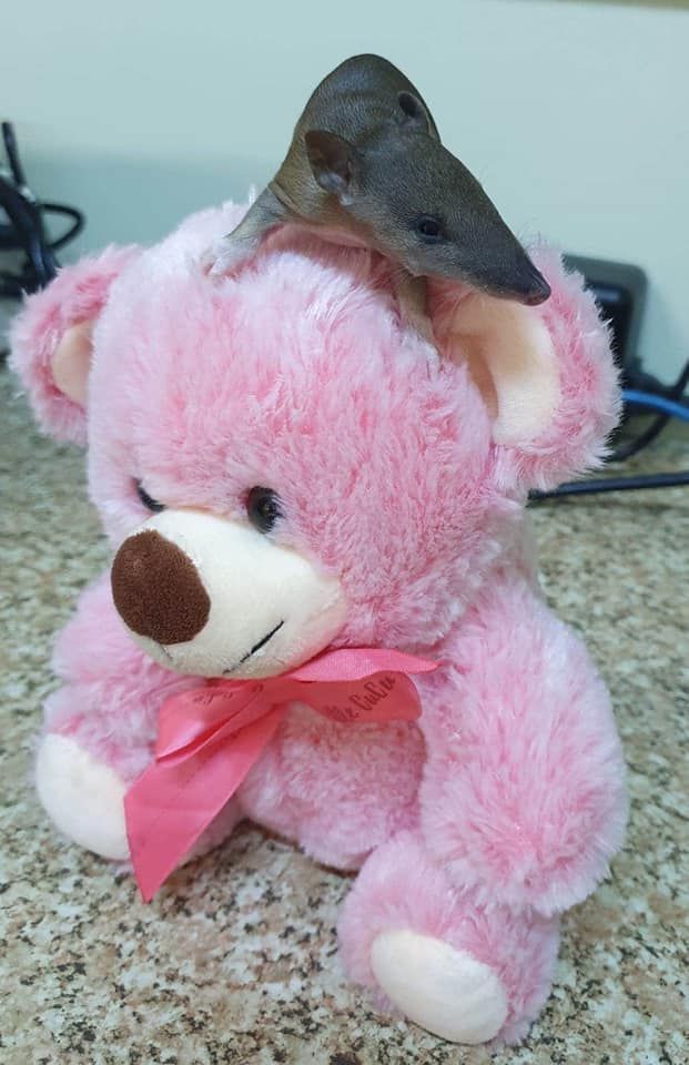 A small animal on top of a pink teddy bear — Sarina Veterinary Surgery In Sarina, QLD