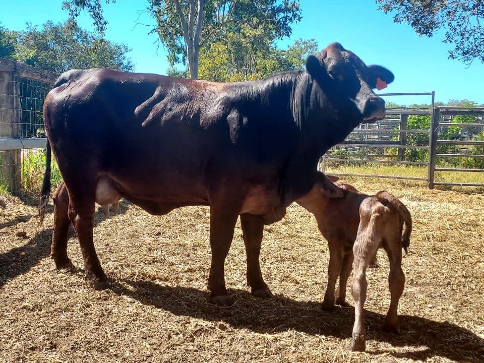 Black cow standing beside a brown calf in a fenced dirt paddock under trees — Sarina Veterinary Surgery In Sarina, QLD