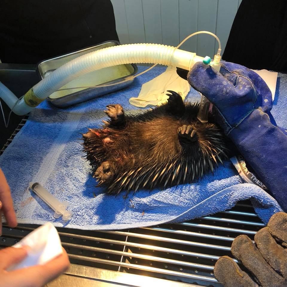 Porcupine on A Blue Towel While a Gloved Handler Uses a Breathing Tube — Sarina Veterinary Surgery In Sarina, QLD