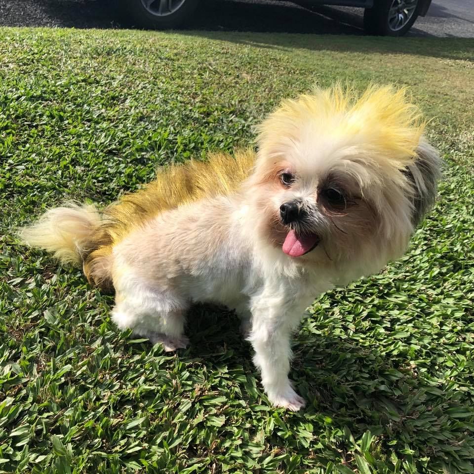 Small Fluffy Tan-And-White Dog Standing on Grass with Tongue out In Sunlight — Sarina Veterinary Surgery In Sarina, QLD