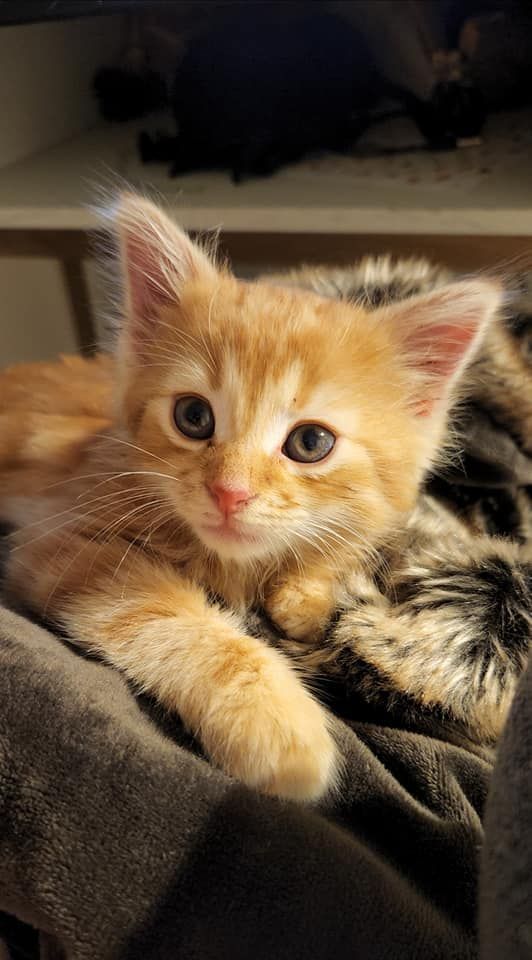 Orange Kitten Cuddled on A Blanket, Looking at The Camera — Sarina Veterinary Surgery In Mackay, QLD